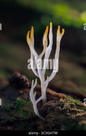 Corail ivoire - Ramariopsis kunzei est un type de champignon. Il est également connu sous le nom de corail blanc parce que sa structure ramifiée ressemble au corail marin Banque D'Images
