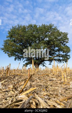 un vieux chêne contre le ciel bleu dans un champ avec chaume de maïs dans la saison d'automne Banque D'Images