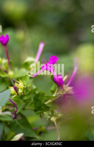 Merveille rose du Pérou ou fleur de quatre heures (mirabilis jalapa) isolé sur un fond naturel Banque D'Images
