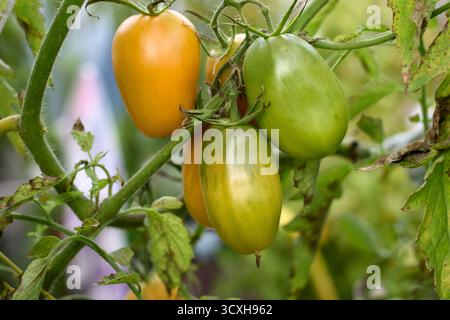 Tomates mûres et non mûres poussant sur la vigne dans une serre, mettant en valeur les différentes étapes de croissance et de développement de la couleur. Banque D'Images