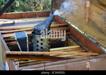 Fumeur d'abeilles fumant sur boîte de ruche ouverte avec cadres en nid d'abeilles, concept d'apiculture, équipement de rucher, gros plan sur une journée ensoleillée Banque D'Images