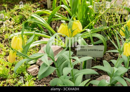 Saint-Gall, Suisse, 4 avril 2025 Fritillaria Pallidiflora ou plante fritillaire sibérienne au jardin botanique Banque D'Images