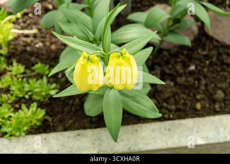 Saint-Gall, Suisse, 4 avril 2025 Fritillaria Pallidiflora ou plante fritillaire sibérienne au jardin botanique Banque D'Images