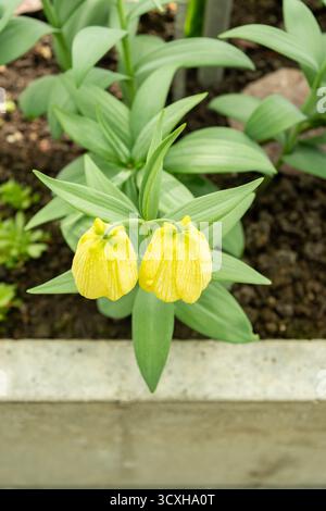 Saint-Gall, Suisse, 4 avril 2025 Fritillaria Pallidiflora ou plante fritillaire sibérienne au jardin botanique Banque D'Images