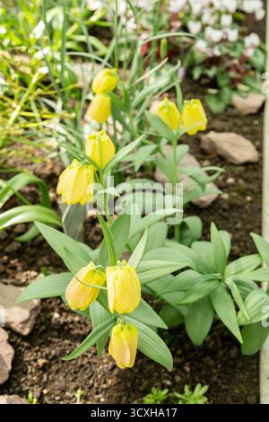 Saint-Gall, Suisse, 4 avril 2025 Fritillaria Pallidiflora ou plante fritillaire sibérienne au jardin botanique Banque D'Images