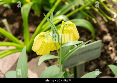 Saint-Gall, Suisse, 4 avril 2025 Fritillaria Pallidiflora ou plante fritillaire sibérienne au jardin botanique Banque D'Images