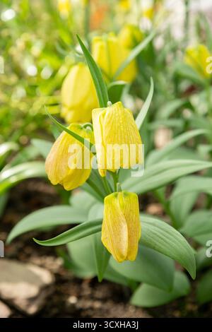 Saint-Gall, Suisse, 4 avril 2025 Fritillaria Pallidiflora ou plante fritillaire sibérienne au jardin botanique Banque D'Images