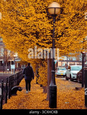 Un piéton solitaire marchant sous les arbres d'automne dorés à Salford Quays, Manchester, le 9 octobre 2025, capturant les couleurs saisonnières et le calme urbain. Banque D'Images