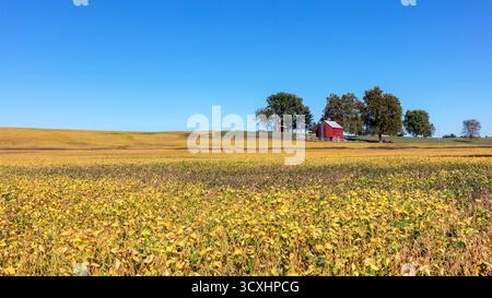 Paysage avec une grange rouge et des arbres au sommet d'une colline couverte d'une récolte jaune de plants de soja sous un ciel bleu sans nuages dans le Missouri rural Banque D'Images
