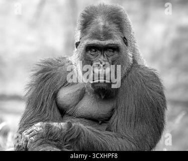 Portrait noir et blanc d'un gorille argenté Banque D'Images