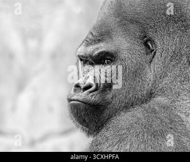 Portrait noir et blanc d'un gorille argenté Banque D'Images