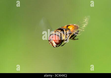 mouche en peluche du Nord, ou mouche des fleurs, ou mouche syrphide (Palpada vinetorum) volant et planant sur fond de gren, parc d'État de Brazos Bend, ne Banque D'Images