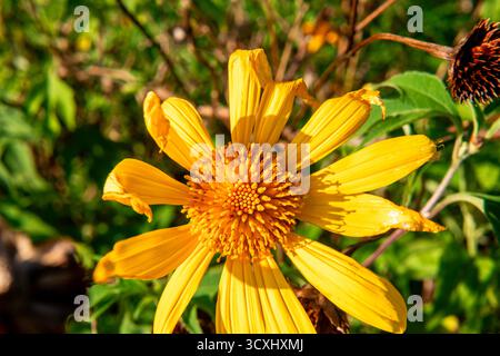 Une photo macro détaillée de haut en bas d'un tournesol mexicain jaune éclatant (Tithonia rotundifolia). Banque D'Images