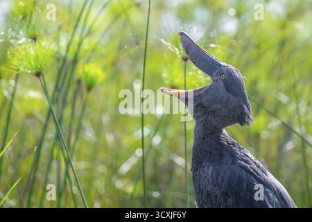 Shoebill (Balaeniceps rex) avec bec ouvert dans les marécages de Mabamba, lac Victoria, Ouganda Banque D'Images