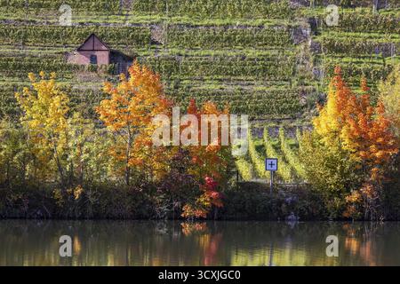 Automne sur le Neckar à Stuttgart. Vignobles du Steinlage aux feuilles d'automne colorées. Stuttgart, Bade-Wuerttemberg, Allemagne Banque D'Images