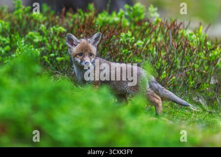 Un jeune renard roux (Vulpes vulpes) se dresse dans une forêt luxuriante, entouré d'une végétation verte fraîche, observant attentivement ses environs. Banque D'Images
