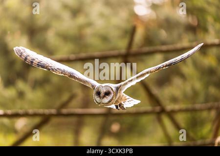 Un hibou de grange (Tyto alba) glisse silencieusement à travers la forêt avec de grandes ailes ouvertes. Banque D'Images