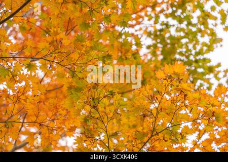 Les feuilles d'érable doré-orange remplissent le cadre dans un éclat de couleur automnale. La lumière douce améliore leurs tons éclatants. Banque D'Images