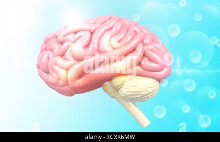 Anatomie cérébrale humaine sur fond scientifique. illustration 3d. Banque D'Images