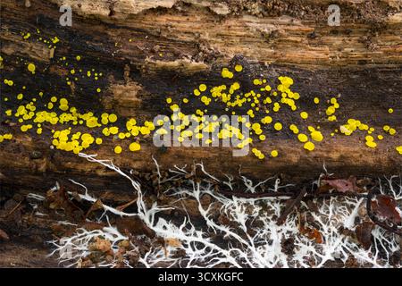 Lemon Disco Calycina citrina, un petit groupe de champignons poussant sous un arbre en décomposition dans une forêt, Nottinghamshire, Royaume-Uni, octobre Banque D'Images
