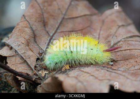 Tussock pâle Calliteara pudibunda, vue de profil latérale d'une seule chenille sur une feuille dans un habitat boisé mixte, Nottinghamshire, Royaume-Uni, octobre Banque D'Images