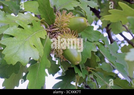 Feuilles et fruits immatures de chêne tukey ou de chêne autrichien, Quercus cerris, Fagaceae. gros plan Banque D'Images