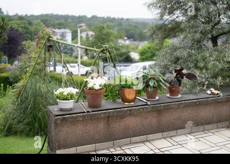 Rangée de plantes d'intérieur dans des pots sur une terrasse à la maison en face de la cour arrière en été, concept de jardinage à la maison et de vie naturelle. Banque D'Images
