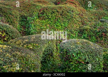 Topiary dans Heeley Retail Park, Sheffield Banque D'Images