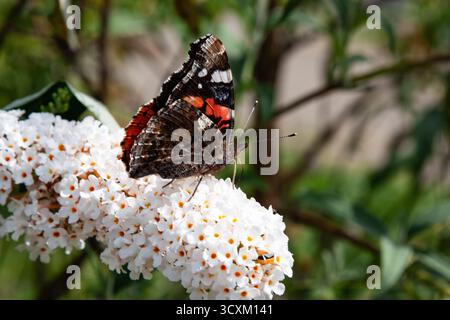 Un beau papillon est assis sur une branche blanche de fleurs de buddleia par une journée ensoleillée. Fleur d'été avec papillon amiral pour fond, post Banque D'Images