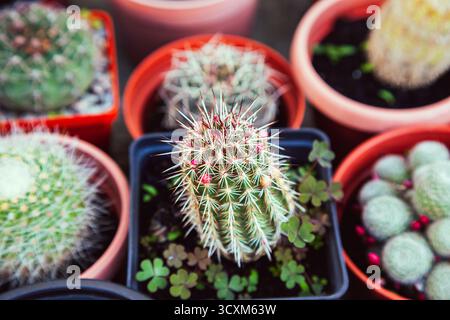 Différents types de cactus en pots, vue de dessus Banque D'Images