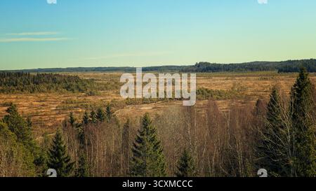 Une large vue surélevée surplombant le vaste marais brun et doré de la tourbière de Torronsuo qui s'étend à l'horizon sous un ciel dégagé. Banque D'Images