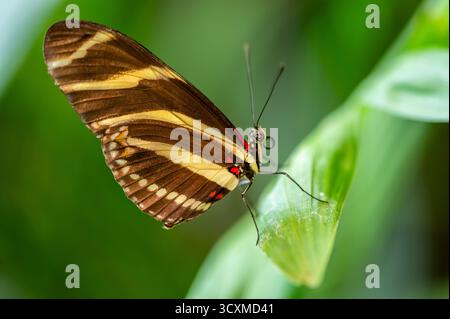Macro gros plan d'un papillon zèbre de longeron Heliconius charithonia reposant sur une feuille verte. L'image montre les ailes rayées jaunes et noires détaillées avec des accents rouges. Banque D'Images