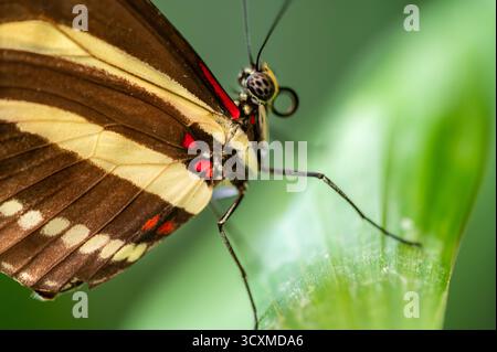 Macro gros plan d'un papillon zèbre de longeron Heliconius charithonia reposant sur une feuille verte. L'image montre les ailes rayées jaunes et noires détaillées avec des accents rouges. Banque D'Images
