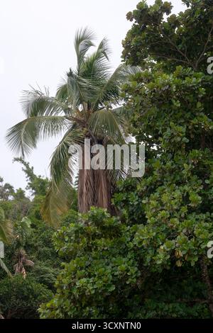 Un grand cocotier s'élève au-dessus d'un feuillage tropical dense un jour couvert à Ilhabela, au Brésil. Banque D'Images