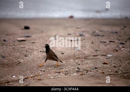 oiseau myna commun sur la plage muscat oman sultanat d'oman Banque D'Images