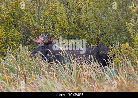 Orignal / élan (Alces alces) taureau / mâle se nourrissant de feuilles de saule, caché dans les marais en automne / automne, Suède, Scandinavie Banque D'Images
