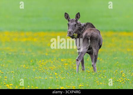 Orignal / élan (Alces alces) vache / femelle mangeant des pissenlits dans la prairie avec des fleurs sauvages au printemps, Suède, Scandinavie Banque D'Images