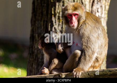 Macaque japonais (Macaca fuscata) bébé Banque D'Images