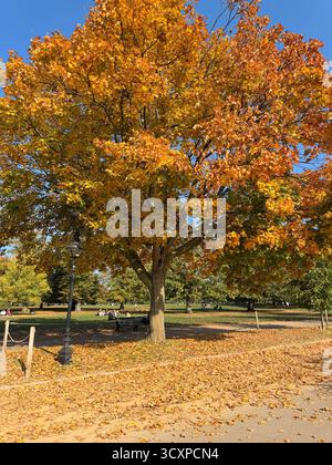 Octobre scène d'automne - bel arbre avec des feuilles d'or et d'orange pris un jour ensoleillé à Hyde Park Londres. Banque D'Images
