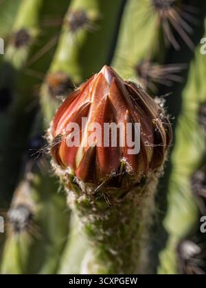 Gros plan macro du bourgeon de fleur rouge violet de leucostele terscheckii aka cardon grande cactus ou saguaro argentin Banque D'Images