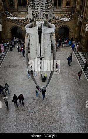 Londres, Royaume-Uni, 7 octobre 2025. Intérieur du grand hall d'entrée du Musée d'histoire naturelle de South Kensington. Squelette de baleine bleue. Banque D'Images