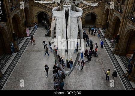Londres, Royaume-Uni, 7 octobre 2025. Intérieur du grand hall d'entrée du Musée d'histoire naturelle de South Kensington. Squelette de baleine bleue. Banque D'Images