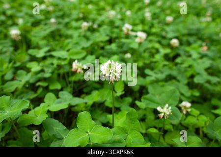 Gros plan de fleurs de trèfle blanc dans un champ vert dense, symbole de la pureté de la nature et de la fraîcheur estivale. Banque D'Images