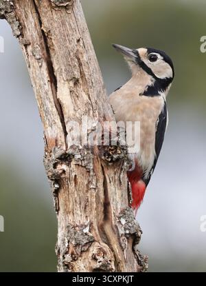 Une femelle grand pic tacheté (Dendrocopos major) sur un tronc d'arbre dans le Gloucestershire Royaume-Uni Banque D'Images
