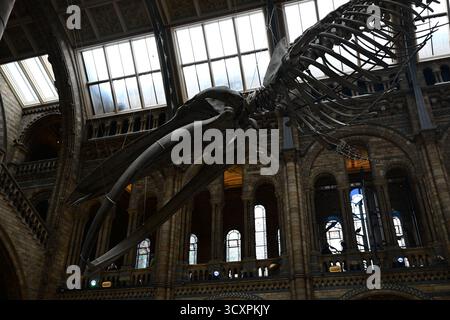Londres, Royaume-Uni, 7 octobre 2025. Intérieur du grand hall d'entrée du Musée d'histoire naturelle de South Kensington. Squelette de baleine bleue. Banque D'Images
