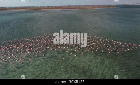 Flamants roses créant une formation de troupeau répandue, volant bas au-dessus des eaux turquoises claires d'un lagon côtier avec un littoral lointain visible Banque D'Images
