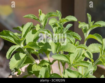 Plante de Stevia prospérant à l'intérieur par une fenêtre avec des feuilles vertes vibrantes et une vue rapprochée de la lumière naturelle Banque D'Images