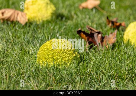 Pommes à haies d'Osage Orange Tree tombant dans la cour. Entretien de pelouse, arbres nuisibles et concept de plantes Banque D'Images