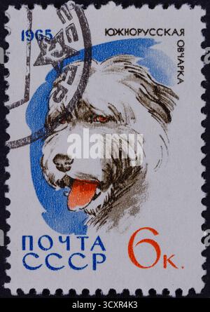 Timbre-poste représentant une illustration détaillée de la tête d'un chien de berger caucasien, avec texte et l'année 1965. Banque D'Images