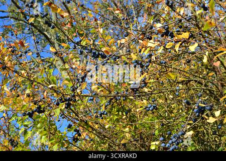 Les sloes sur l'argousier, la vallée du Bush de l'épine noire à l'est du village de Shoreham, Kent, appelé Magpie Bottom et Fackenden Down, au début de l'automne Banque D'Images
